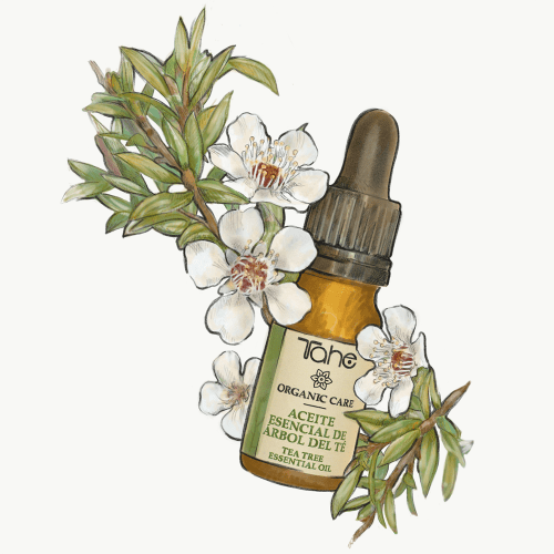 tahe organic care aceite esencial arbol de te ilustracion